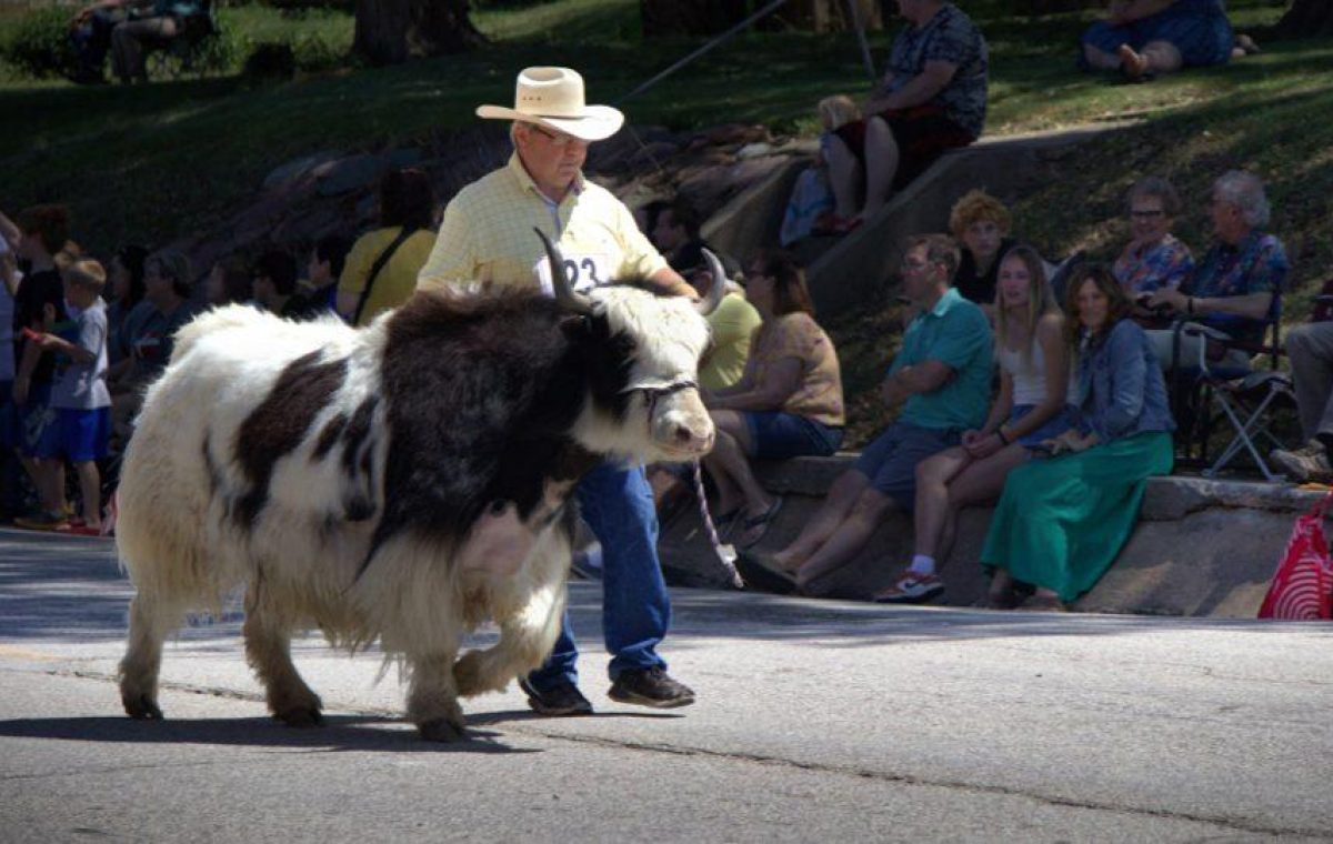 Visitor or attraction image showing Incredible Cow.