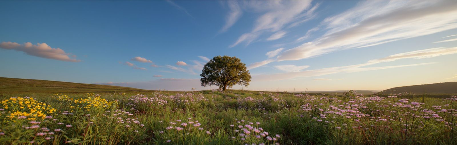 Wide prairie landscape image labeled Detail Prairie Footer.